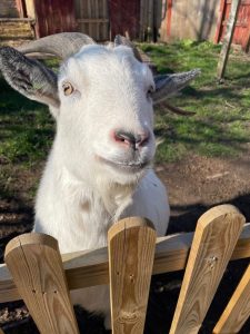 Therapy animals - resident goats